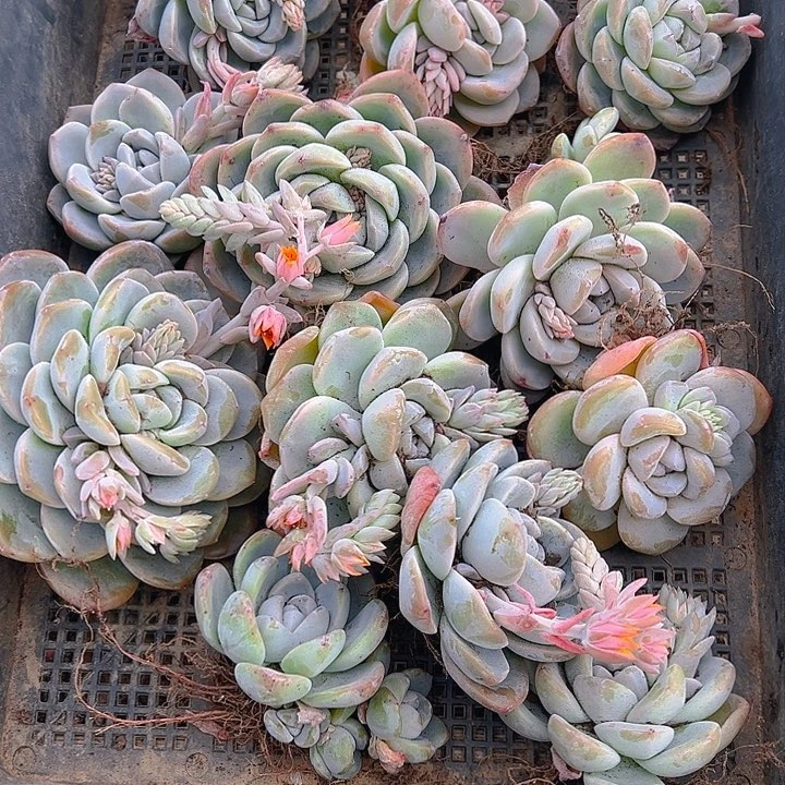 直播福利一物一拍05