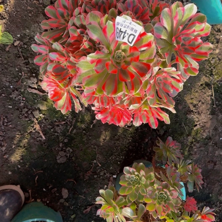 初恋花25-44包邮花花