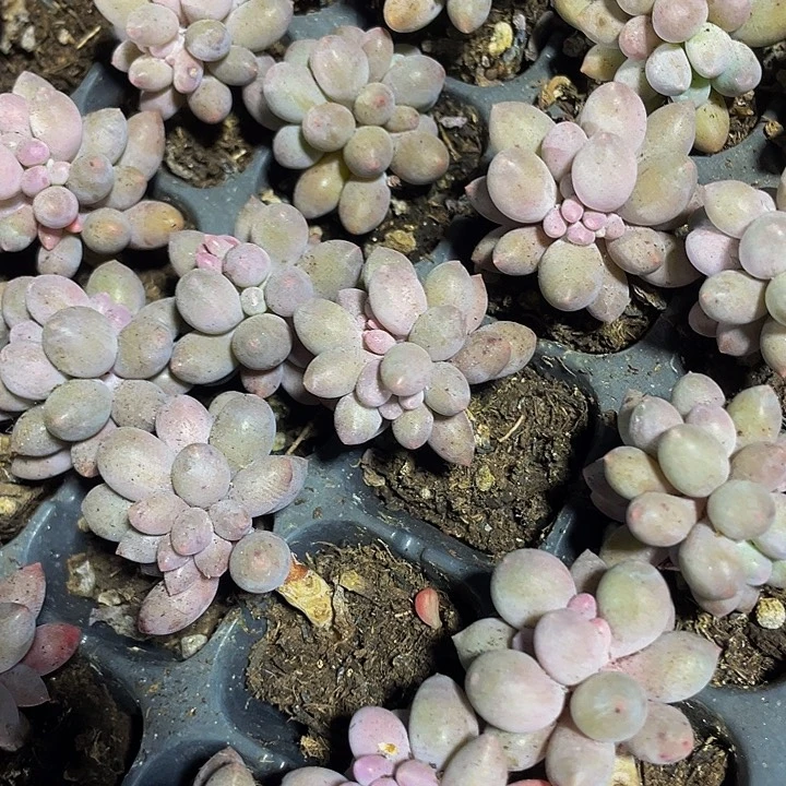 小婴儿手指1元带土