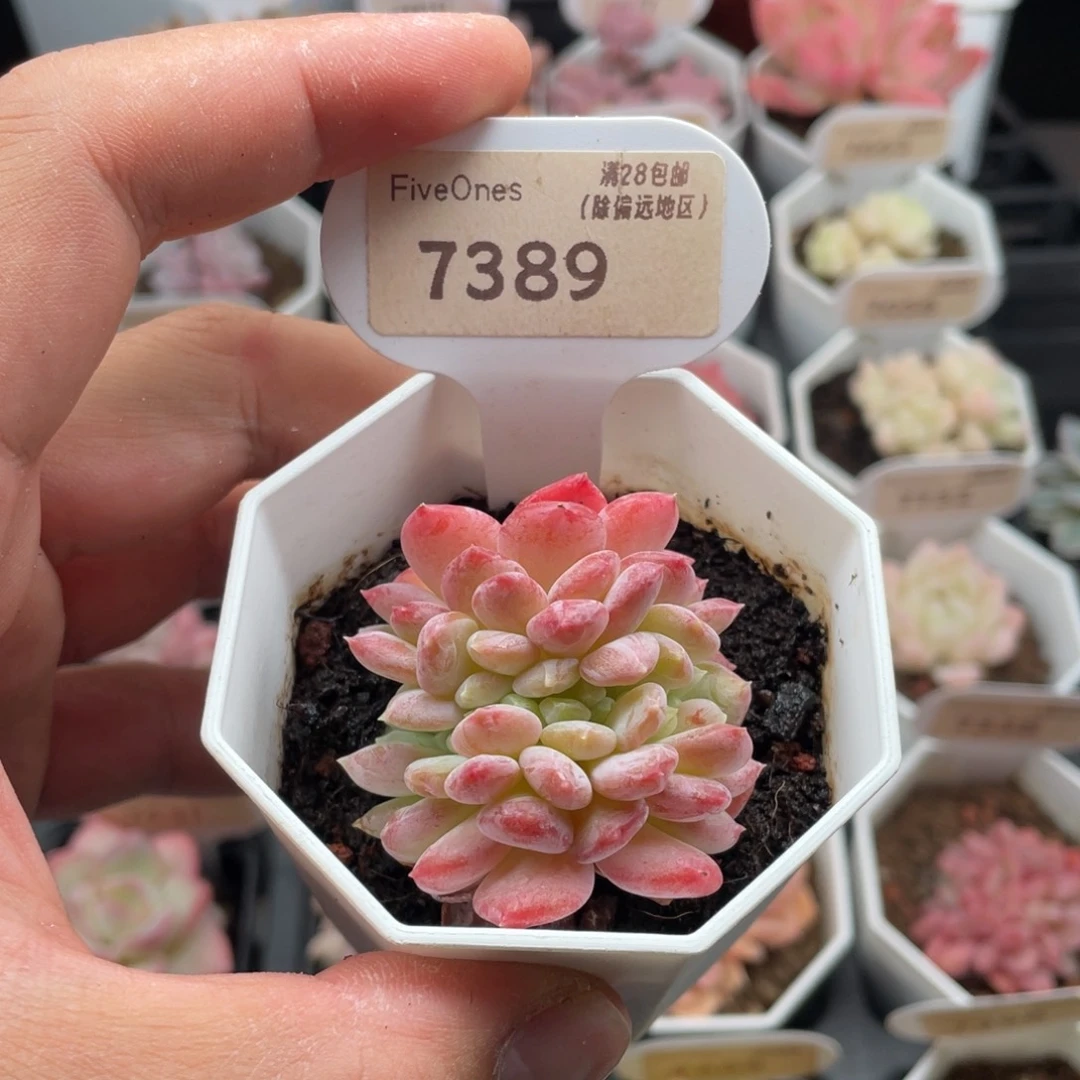 太***阳水晶琥珀缀7389-4.5厘米