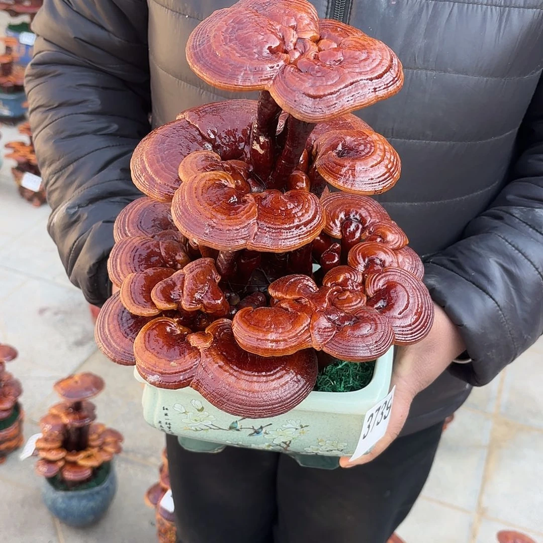 无花朵灵芝是一种具有天然植物