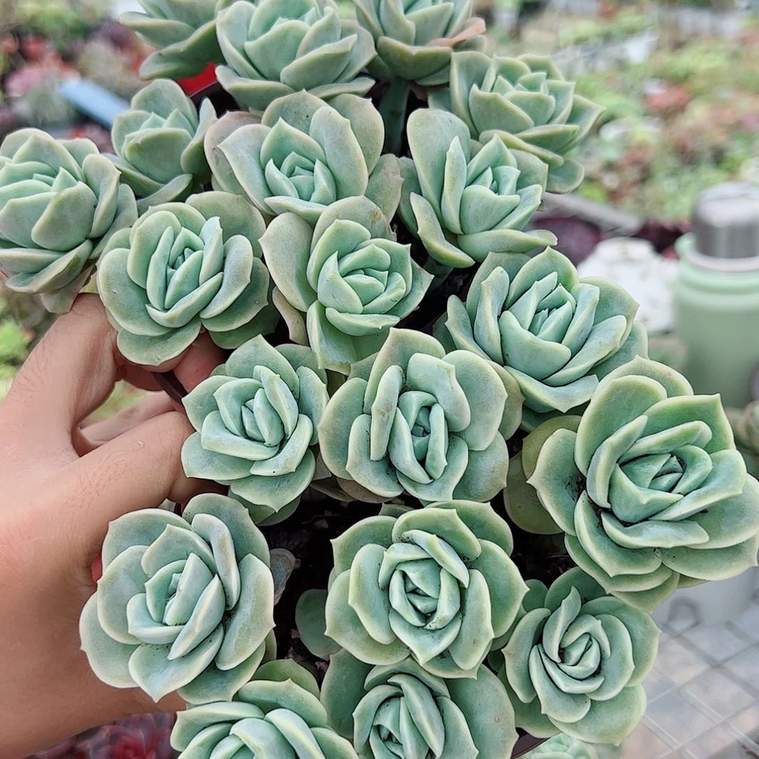 可爱玫瑰多头散群带盆土精品二盆