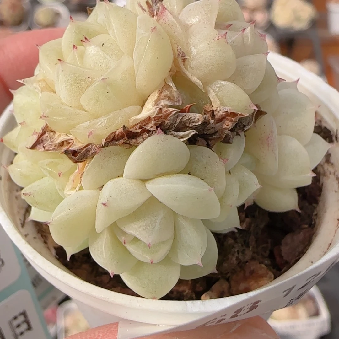 花语多肉1231-168散