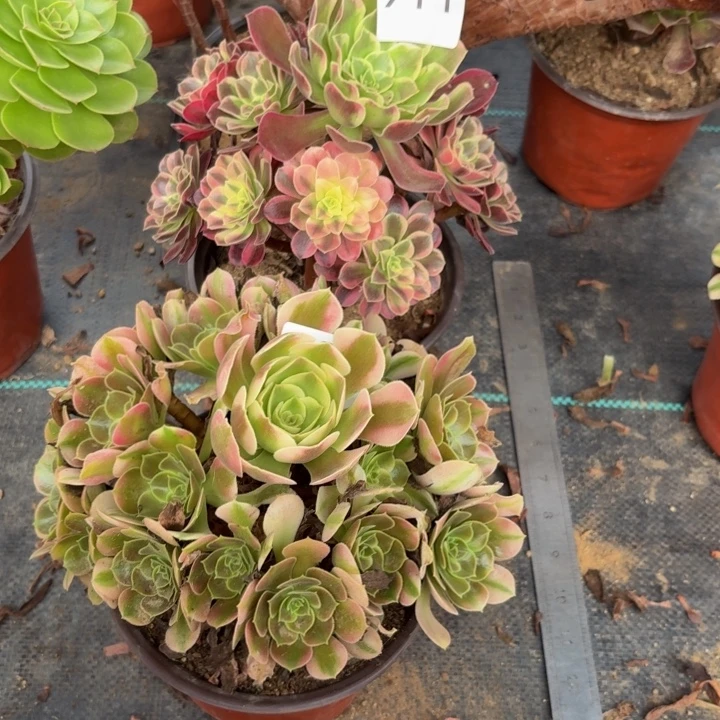 911，908香妃金丝雀多肉植物不包损