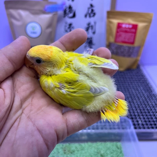 精品金头澳闪派母L35333-桃面鹦鹉