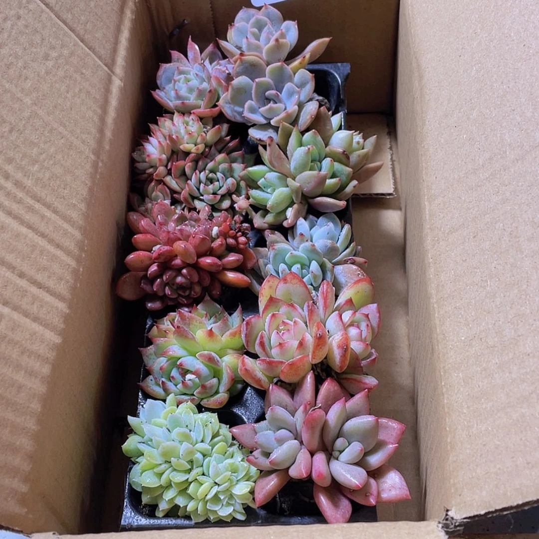 【闪购商品】10颗-2