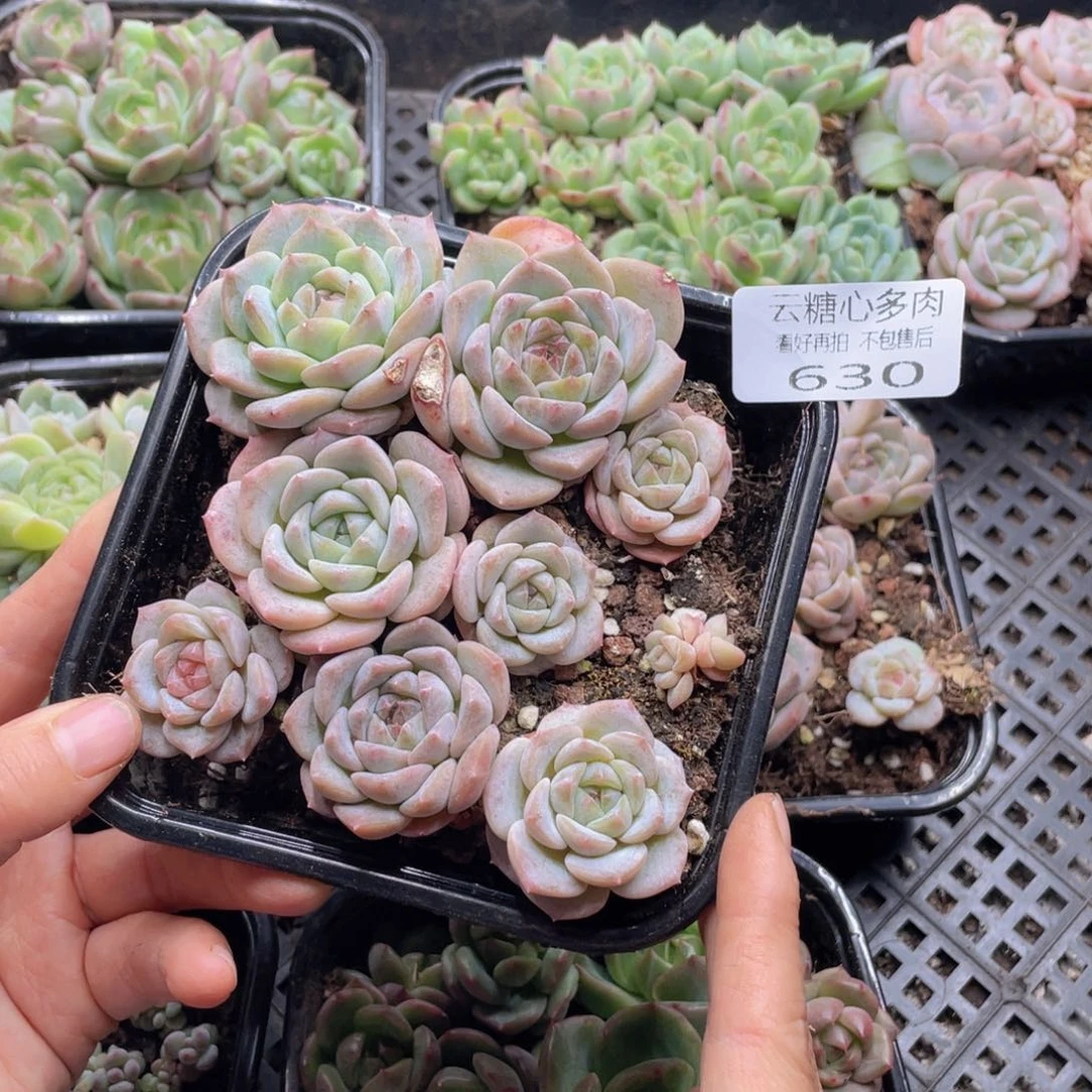 云糖心多肉植物630