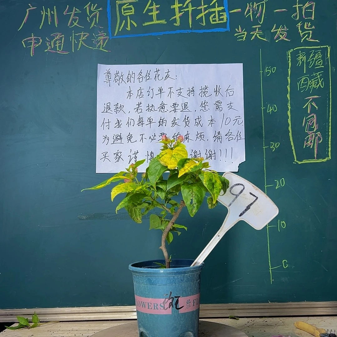 当前无花栽培后可以开花下播 斑红樱 97