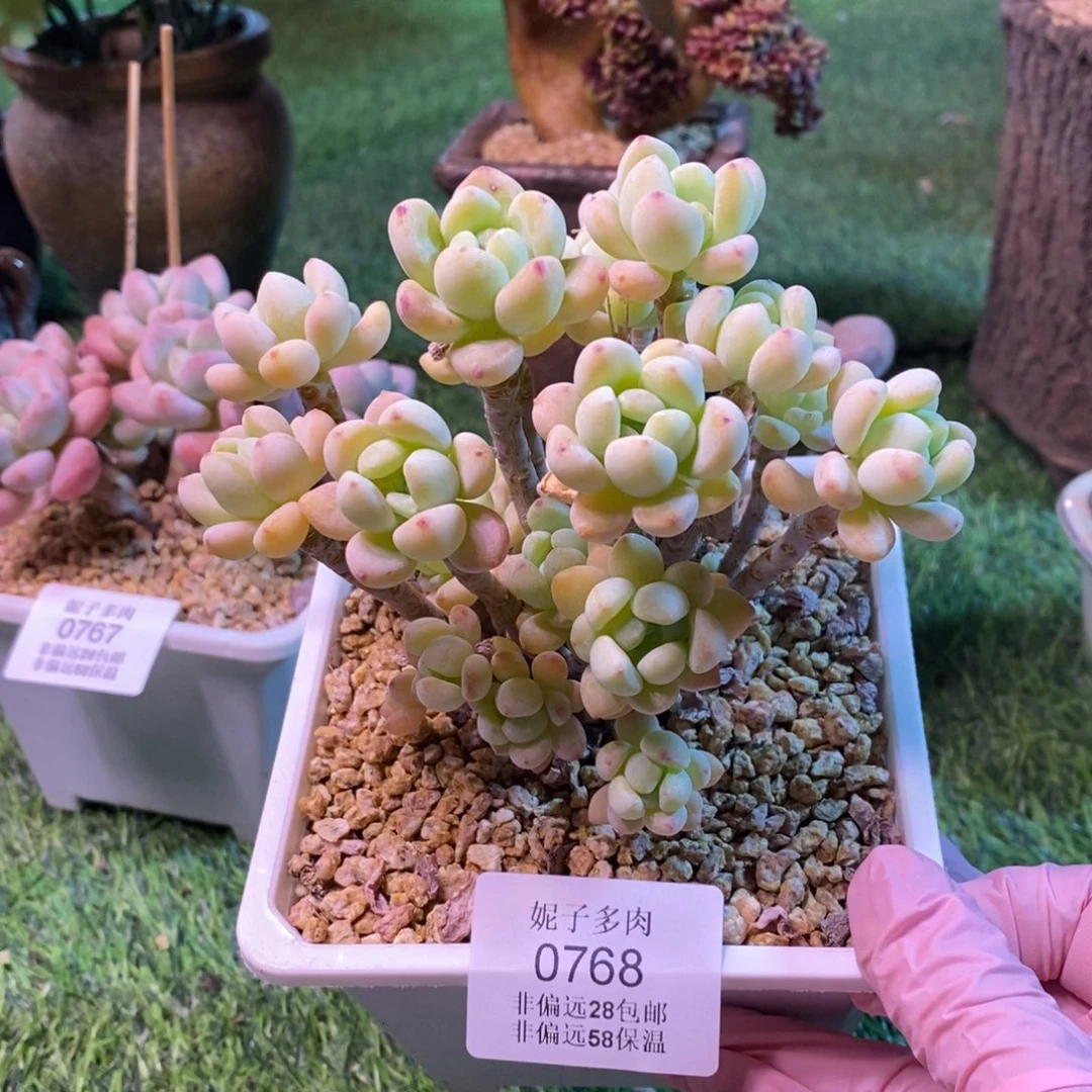 果冻劳尔07668a s a s a s a s