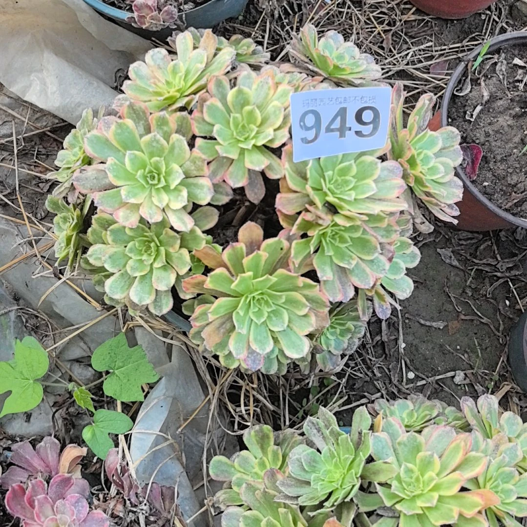 949粉黛花花外卖法师