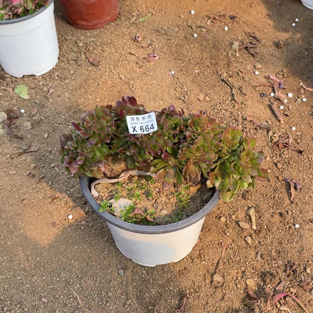 664柠檬多肉法师断枝不包