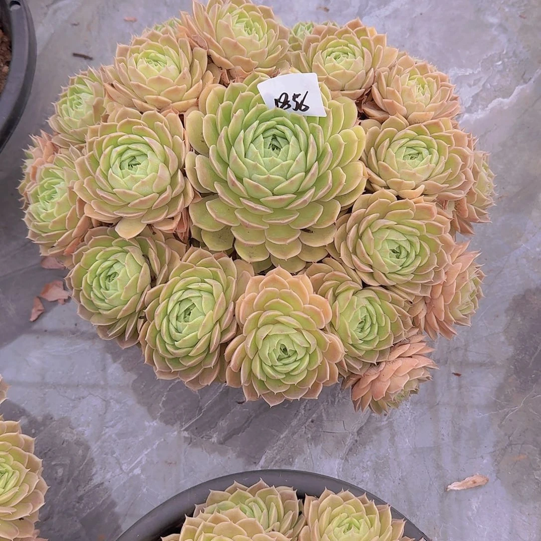 四***市1856昂斯诺多肉植物