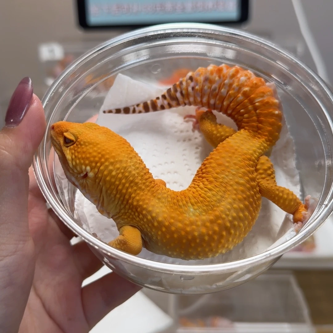 豹纹守宫阳光弟弟大卡车