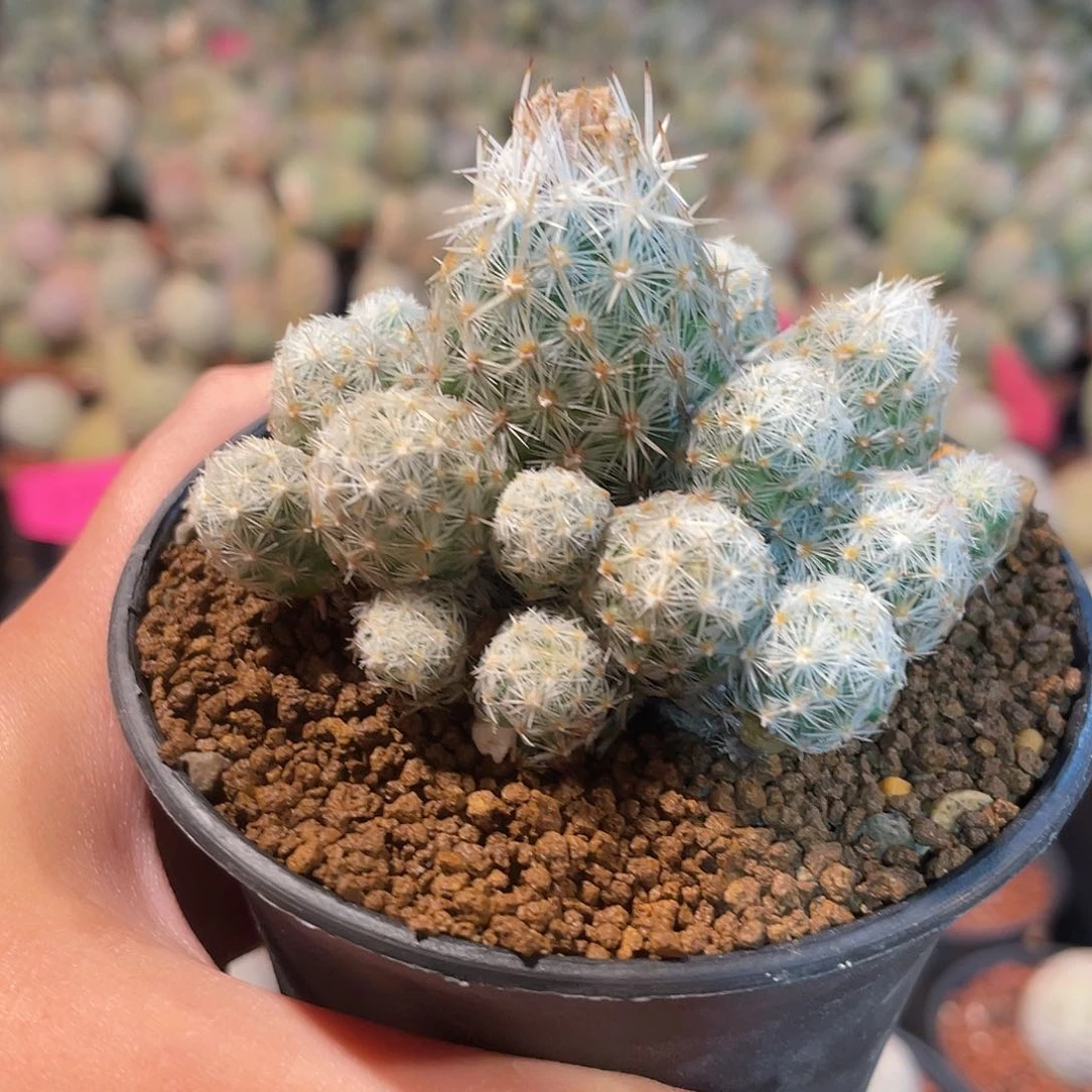 仙人球孤雁丸一物一拍