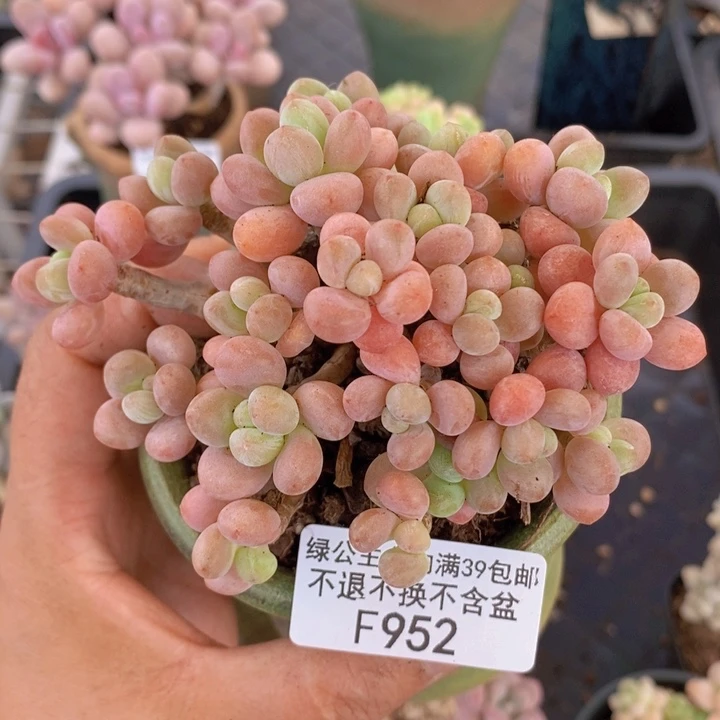 鱼子酱老桩有砍9cm952多肉植物