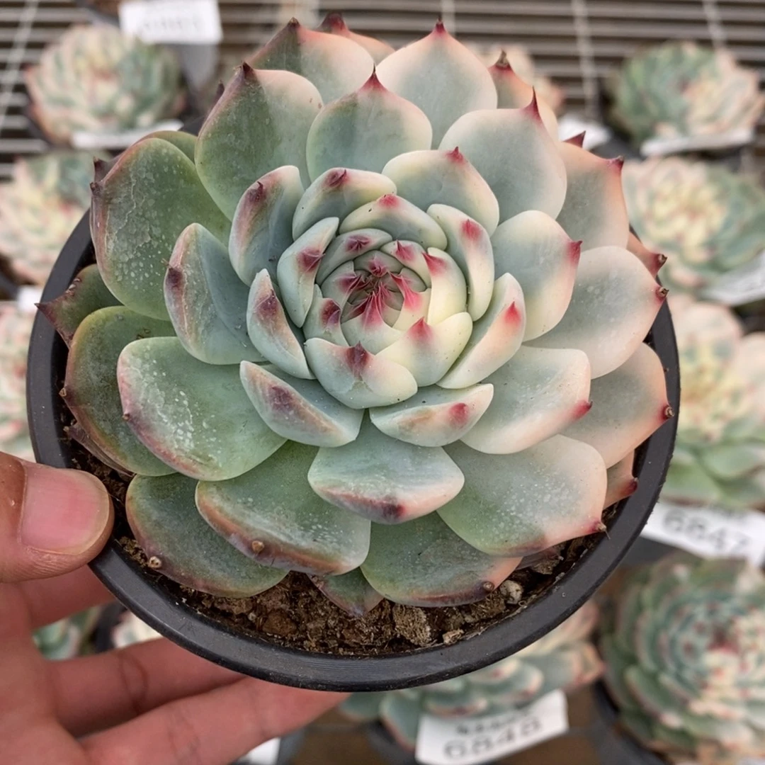 吉娃娃锦多肉植物6864