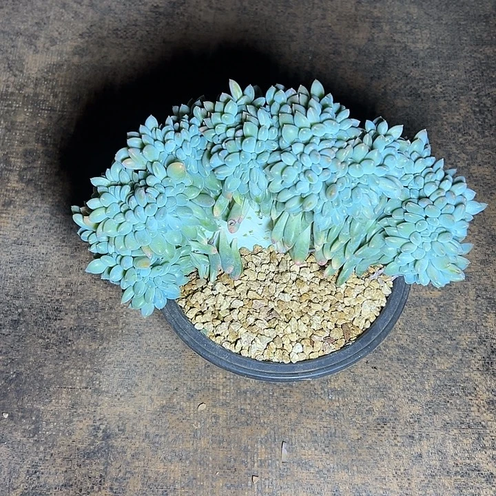 奶糖群生缀化多肉