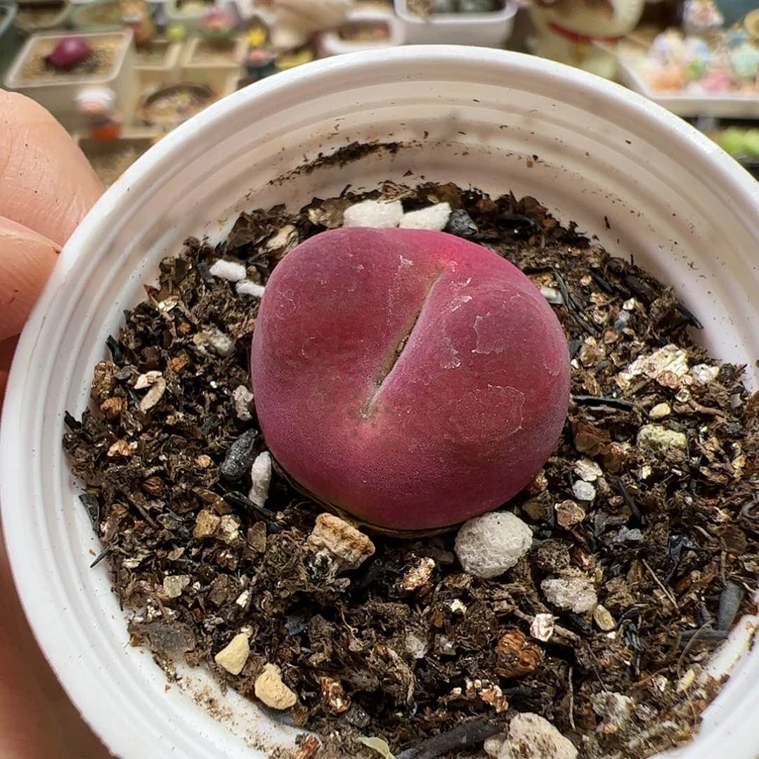 【闪购商品】111 带盆