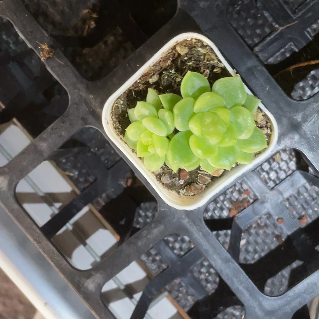 百****泼天 双头中苗盆一个3号床满25包邮