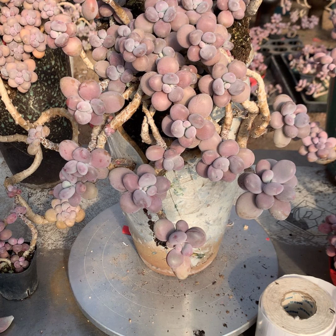 开****桃蛋老桩不带盆11号