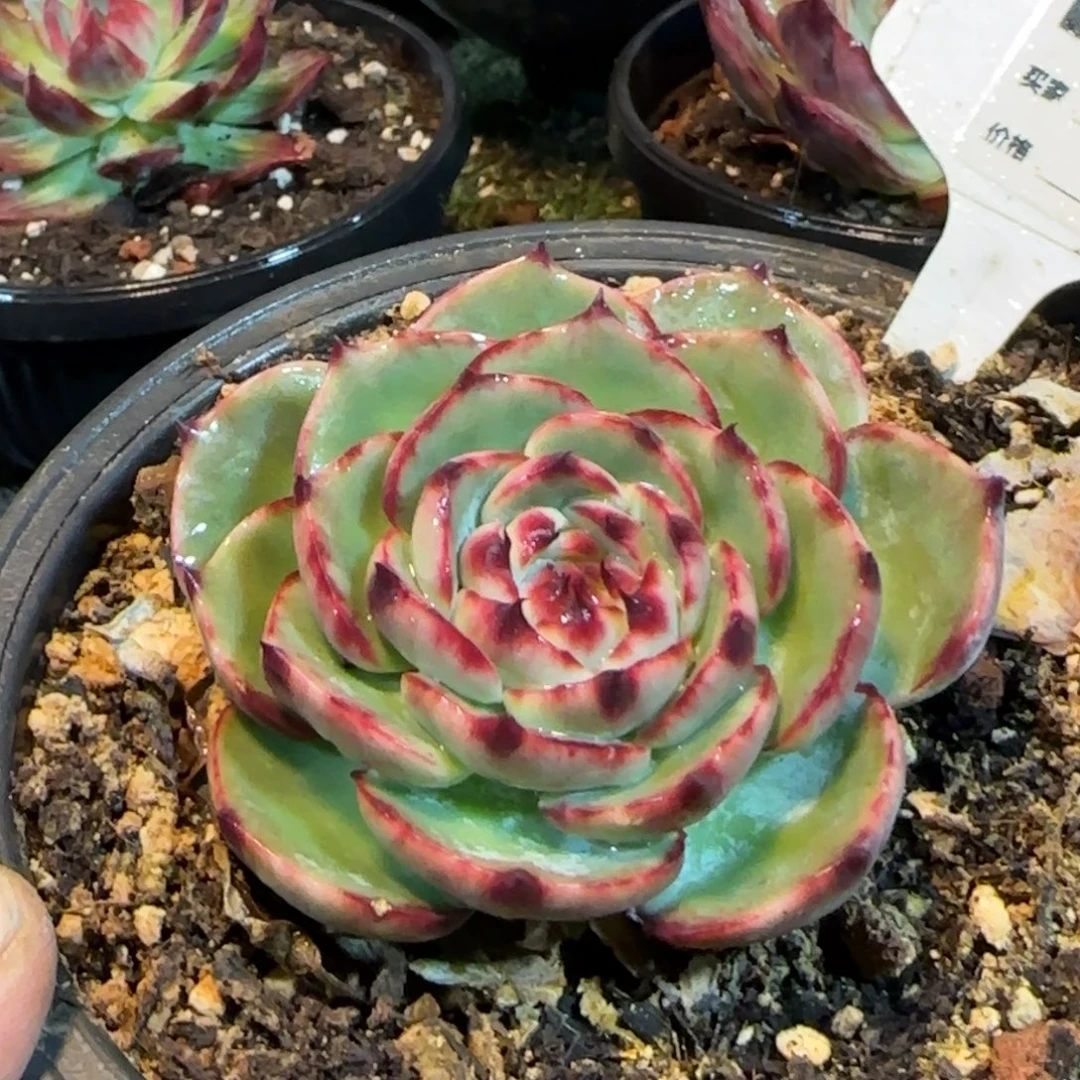 惊鸿一物一拍包装收缩花旱738