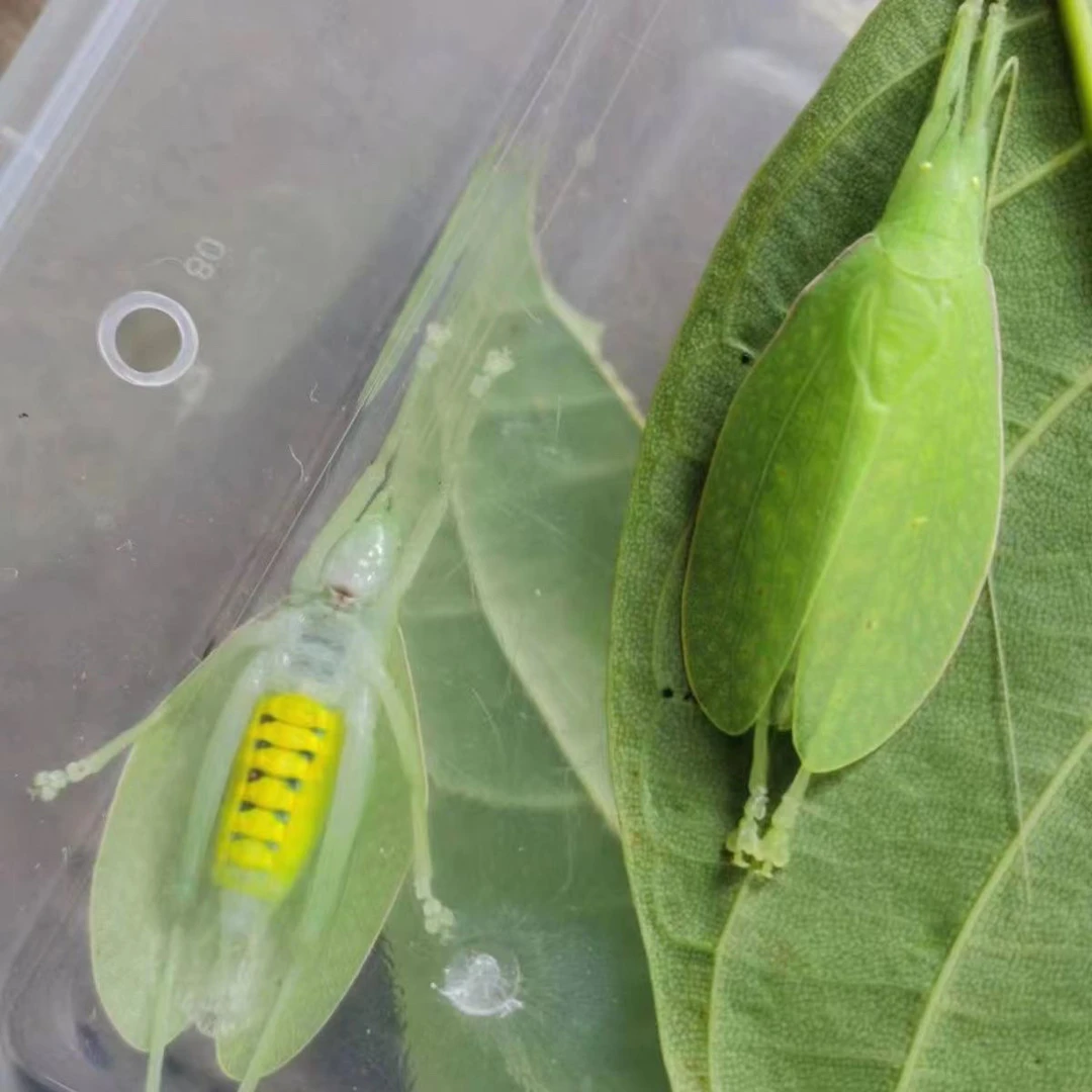 翡螽活体鸣虫，好看好养叫的好听，喜食苹果