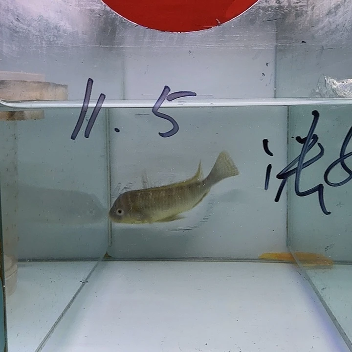 海水133号法姆拉龙王
