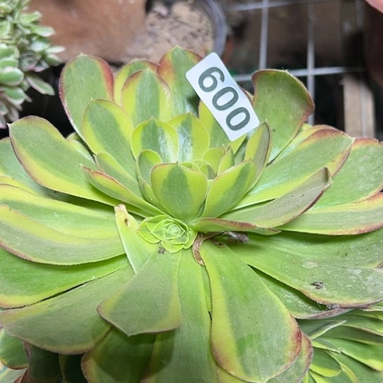 向***右多肉植物一个奶白600