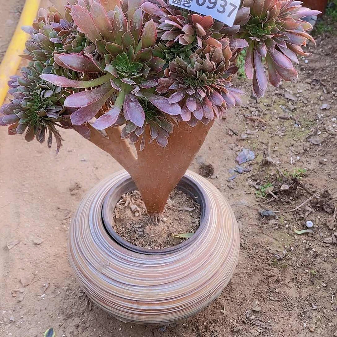 937 号一物一拍多肉植物