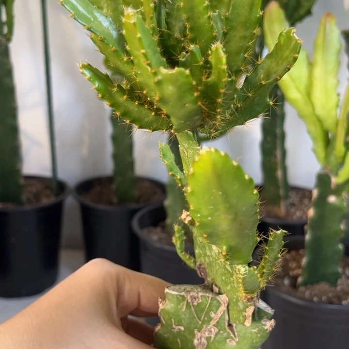 当前无花栽培后可以开花985