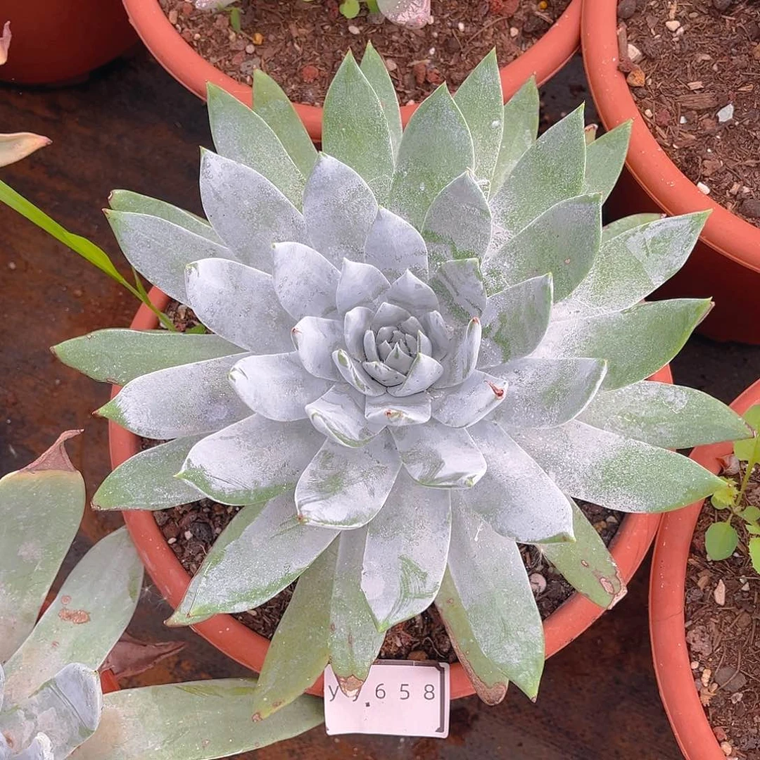 雪山老桩仙女杯yy658