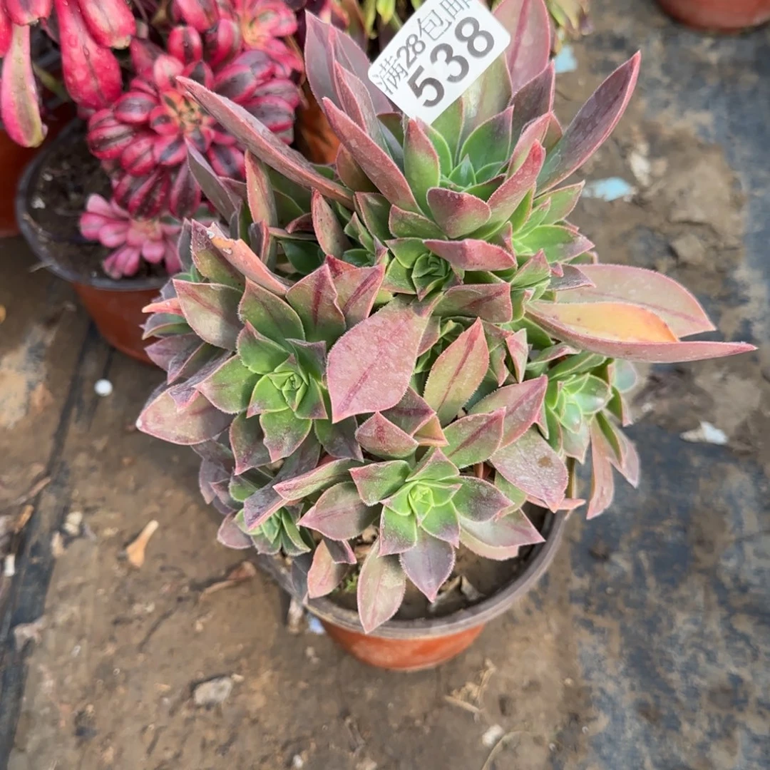 红叶多肉538满28包邮断枝不包
