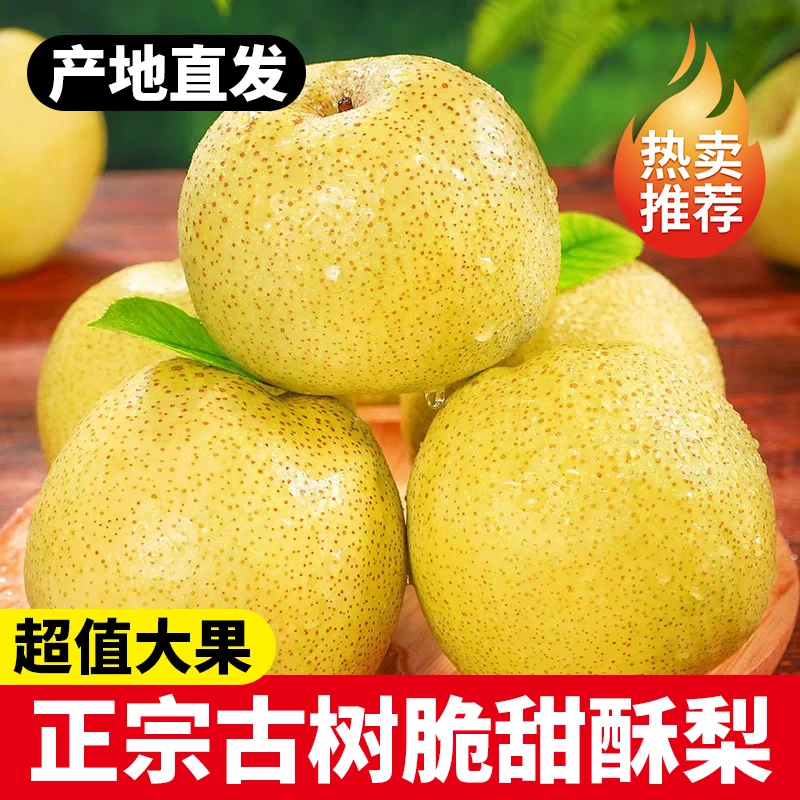 【2025现摘】河北新鲜有机酥梨  皮薄多汁酥脆无渣产地直发应季水果