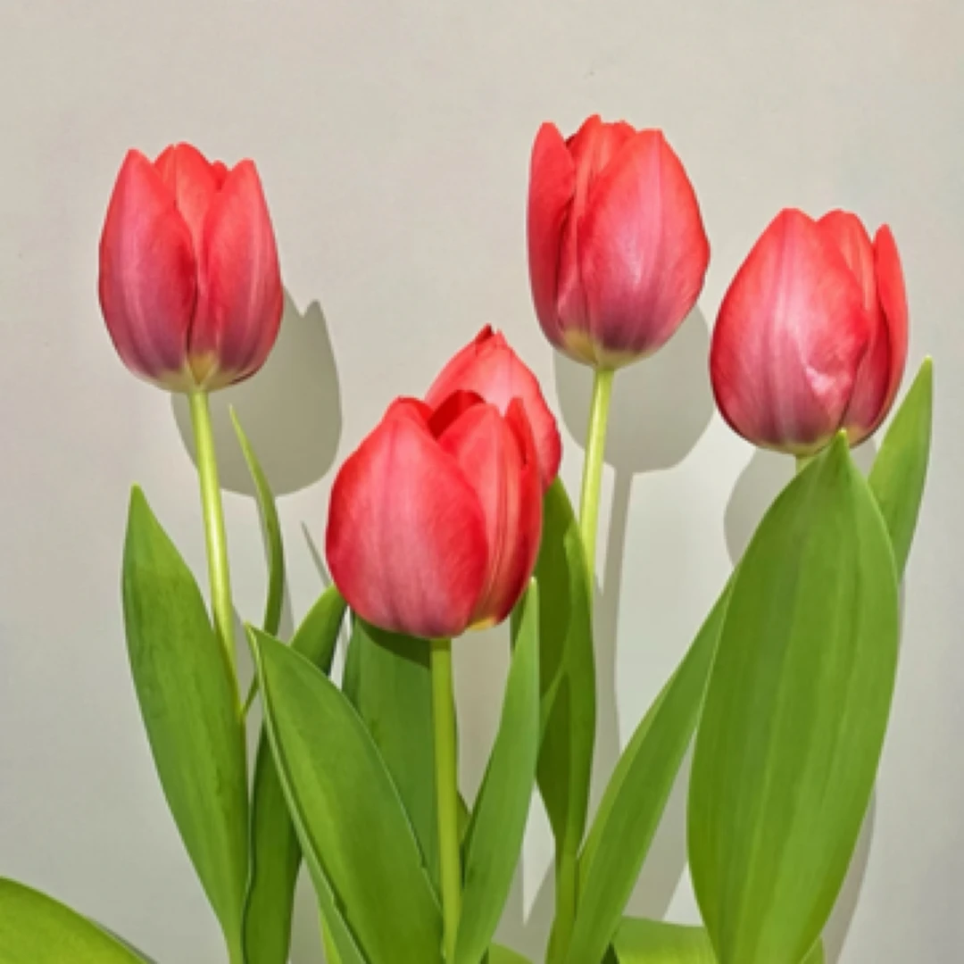 中昌花卉【郁金香2盆2色】精品家用花卉