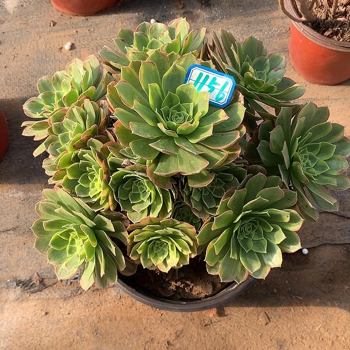 多肉植物奶白1156