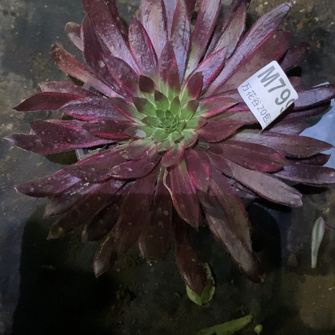 799惊鸿仙子多肉植物
