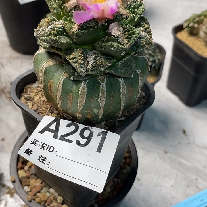 完全开放291新顿一个