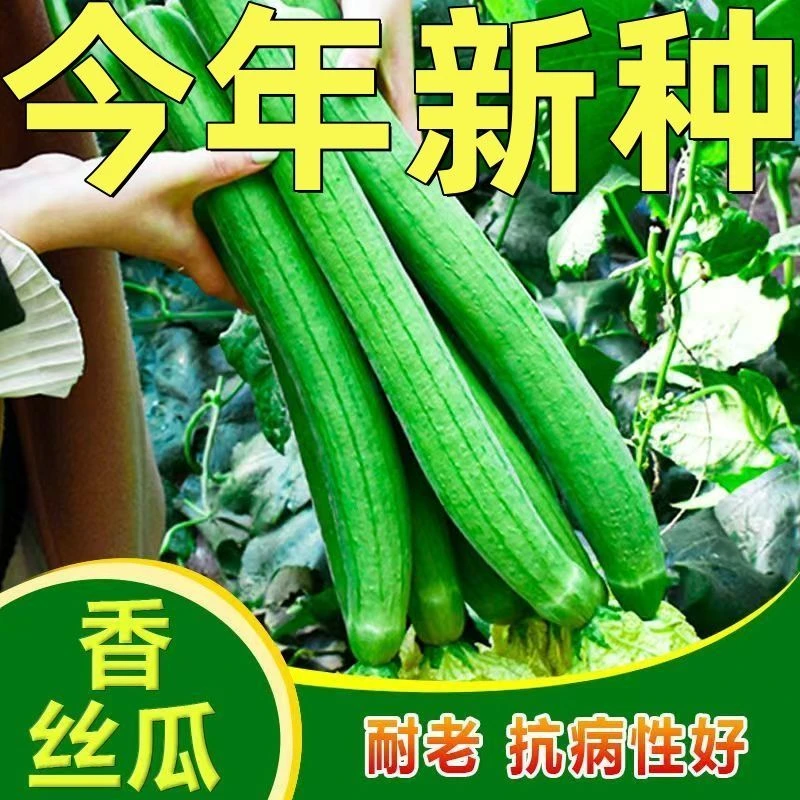 【长香丝瓜种子】高产早熟耐热爬藤特长丝瓜庭院阳台四季蔬菜种子