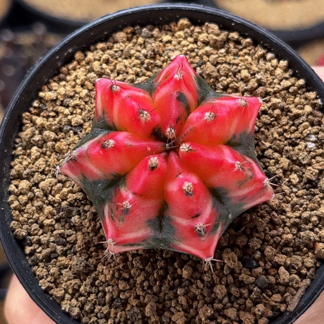 樱花  米哈仙人球
