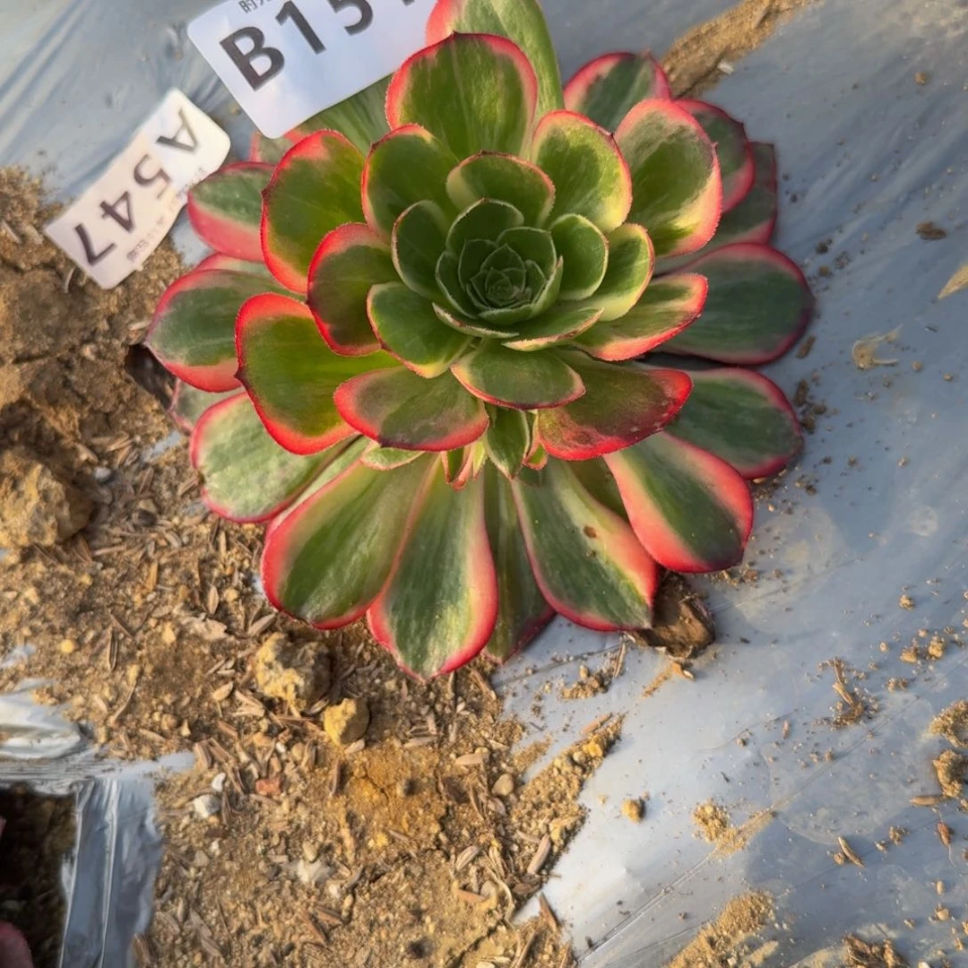 小**?151黑魔锦。多肉植物