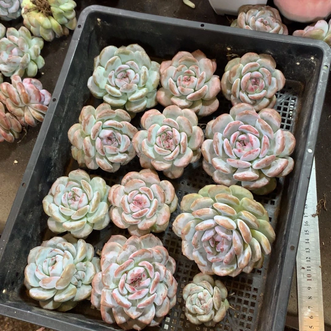 o***星哈哈哈哈哈哈哈哈哈哈哈