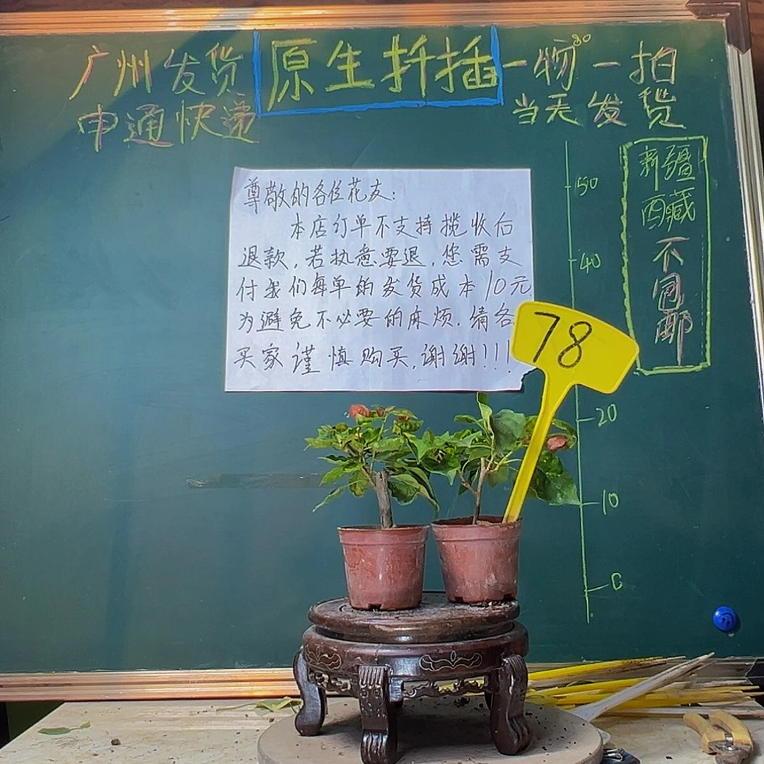 当前无花栽培后可以开花香港丽人掌中宝 红九月掌中宝78
