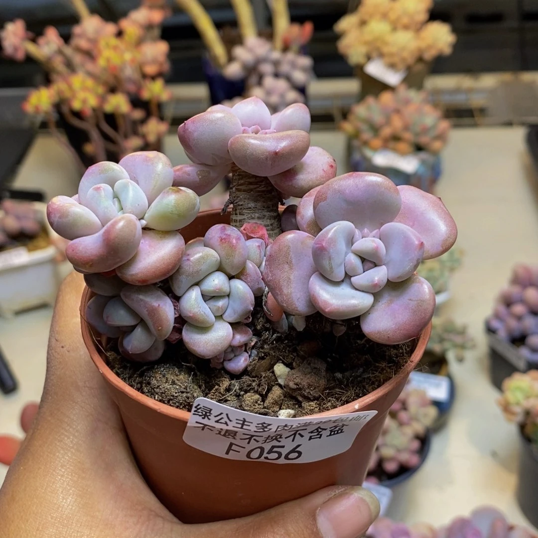 彤*056花斑鹿多肉7cm