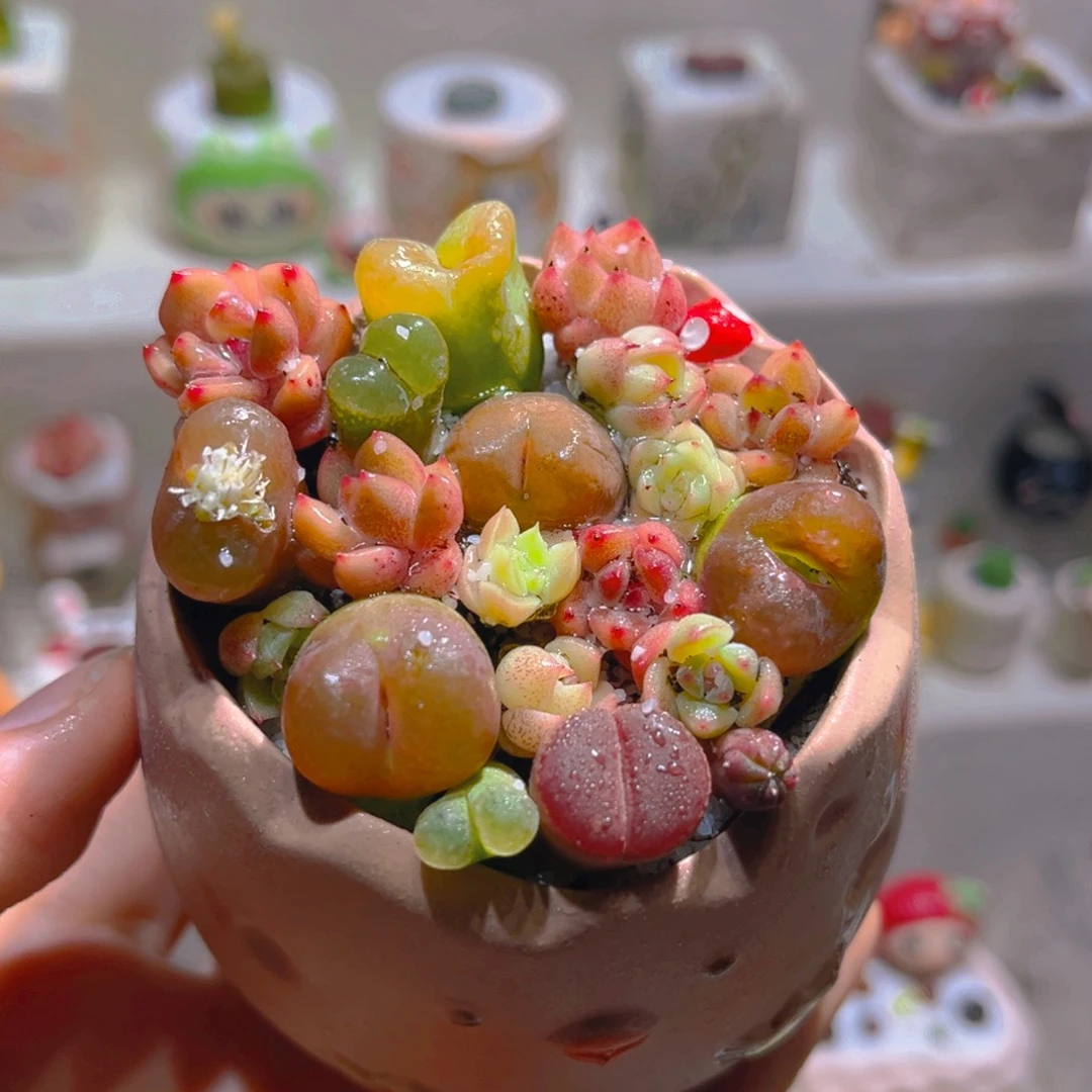 003高端多肉花海带盆土一套48