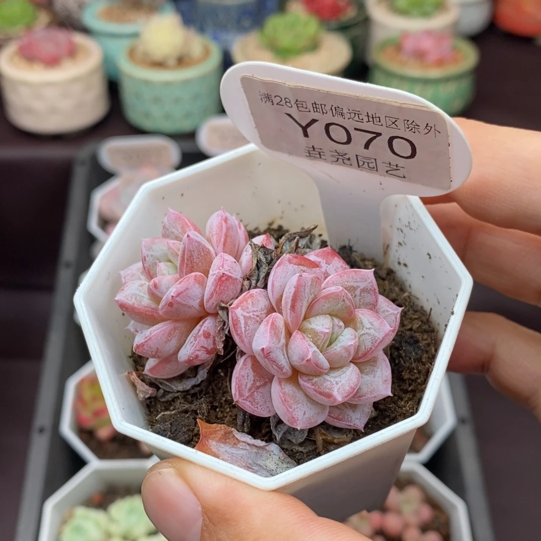 0070 维特双头 5.5cm