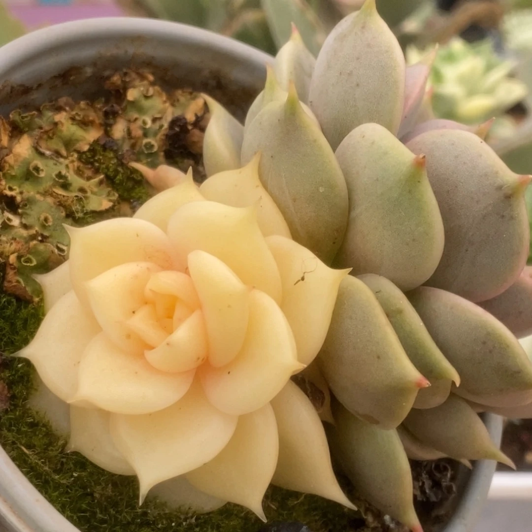 416贝加尔湖锦锦看锦锦锦