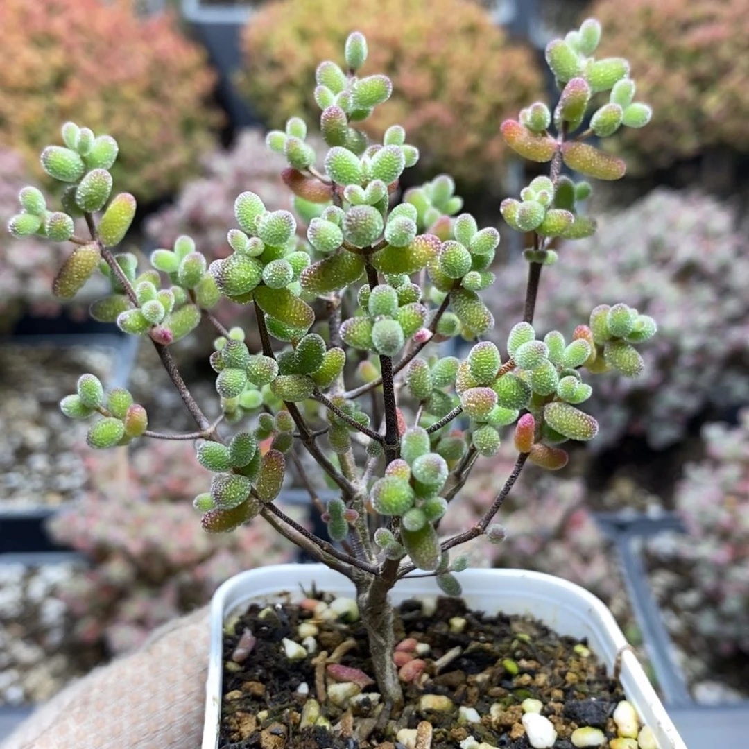 实生糖球5919枝干番杏