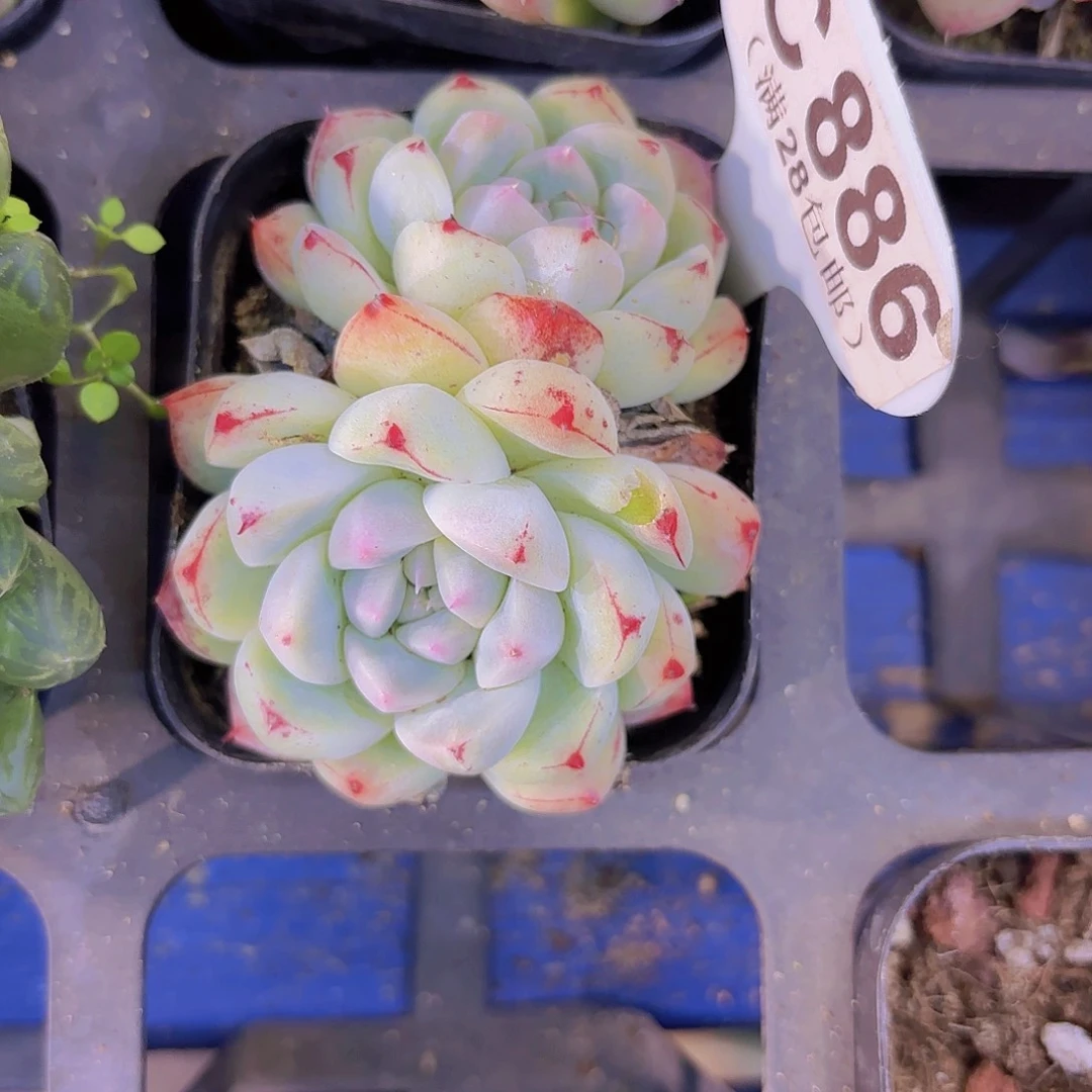 C886阿尔巴佳人白底一物语拍