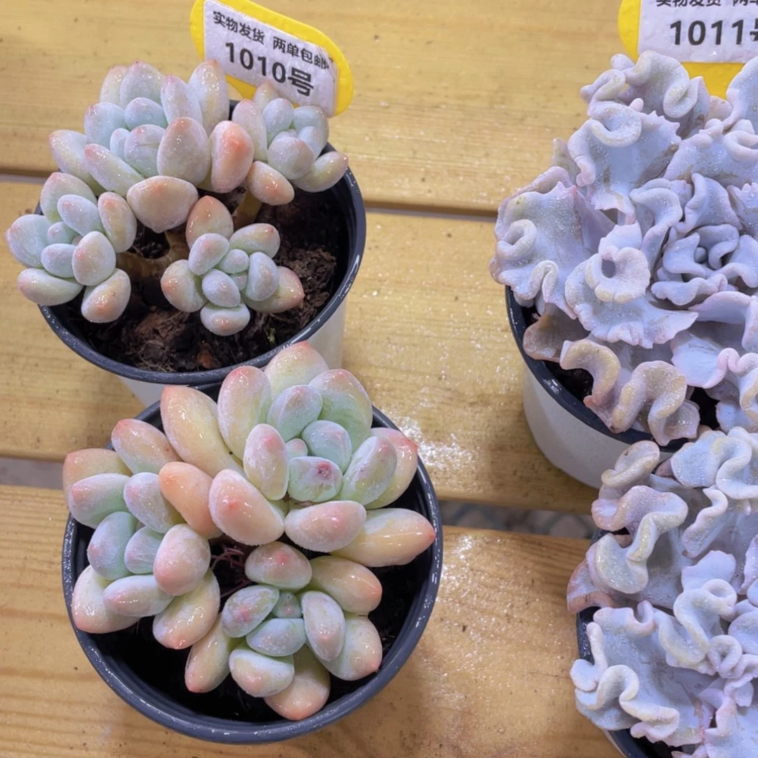 1010号 老桩精品奶油香水多头群一个