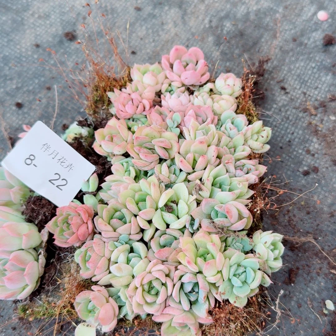 8-22宽叶美尼珍妮切糕一份量拍